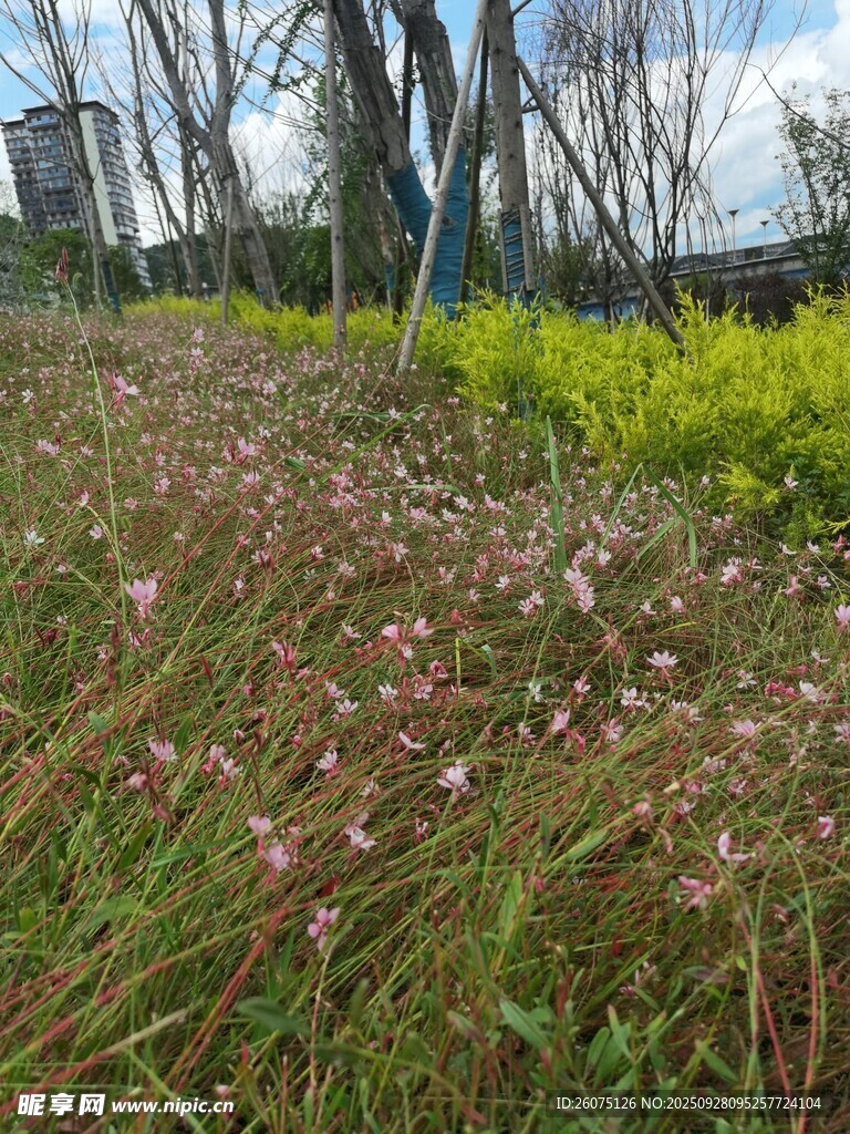 春日草地野花风景图