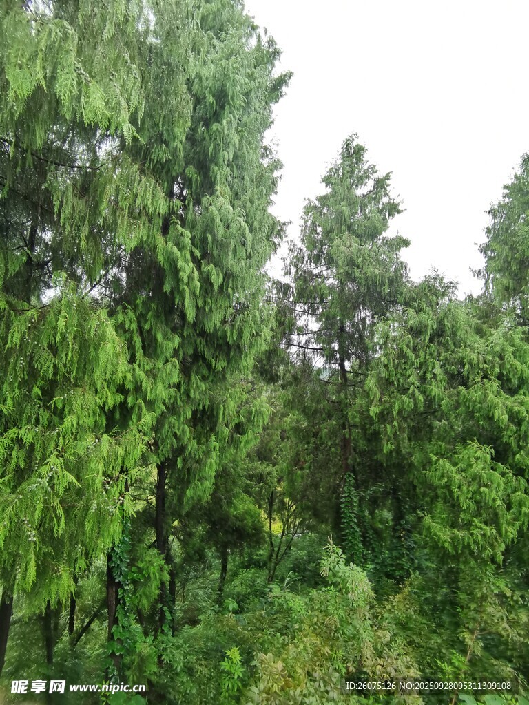 茂密葱郁的森林景观