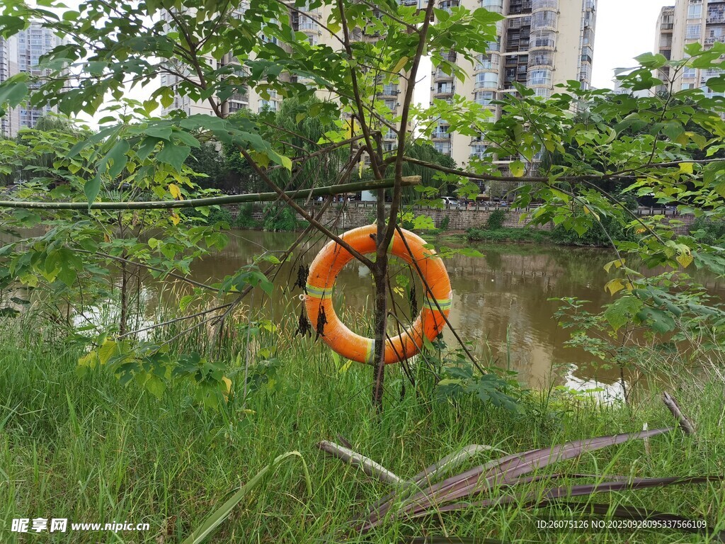 河边树上挂着的橙色救生圈