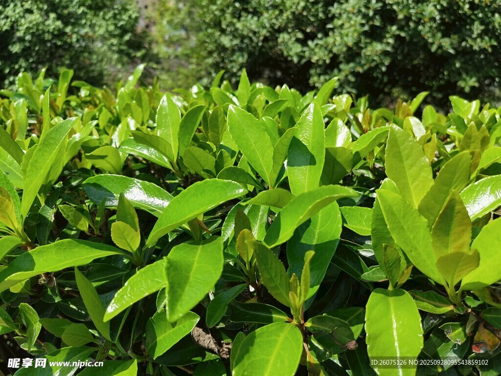 翠绿繁茂的茶树景观