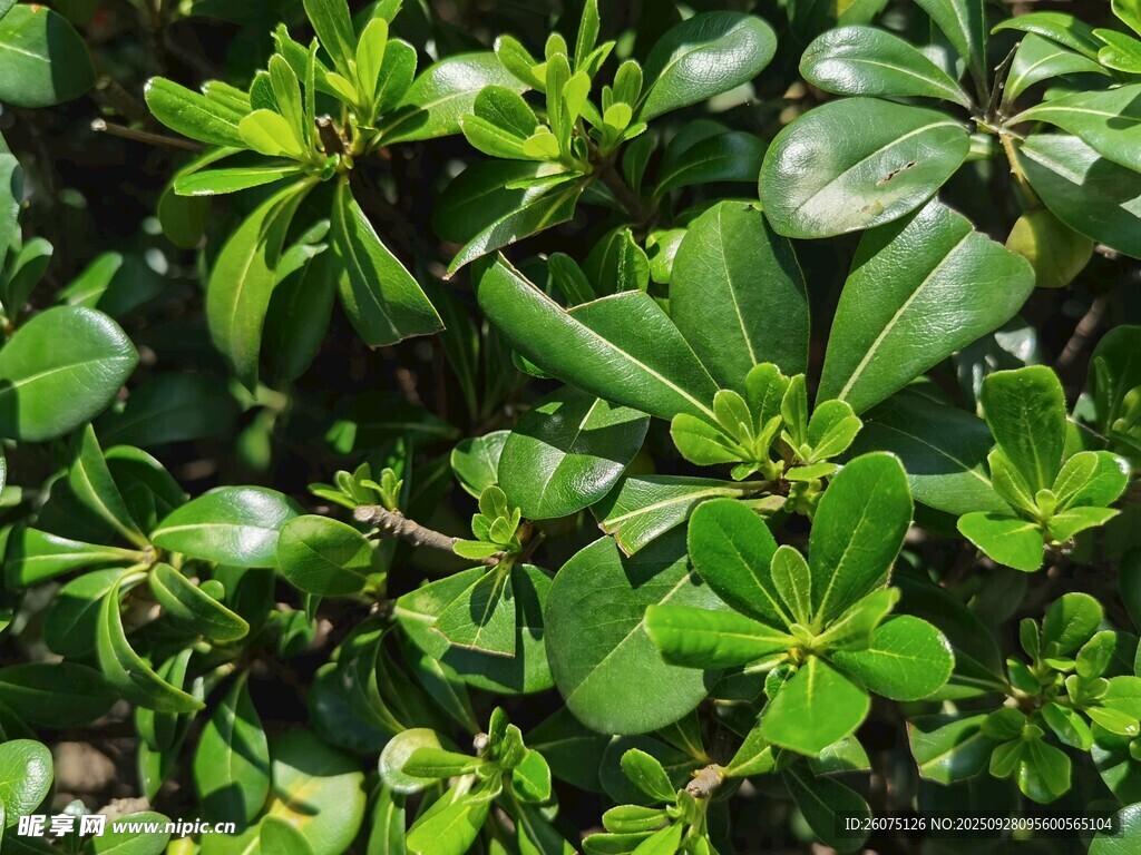 翠绿繁茂的叶片植物