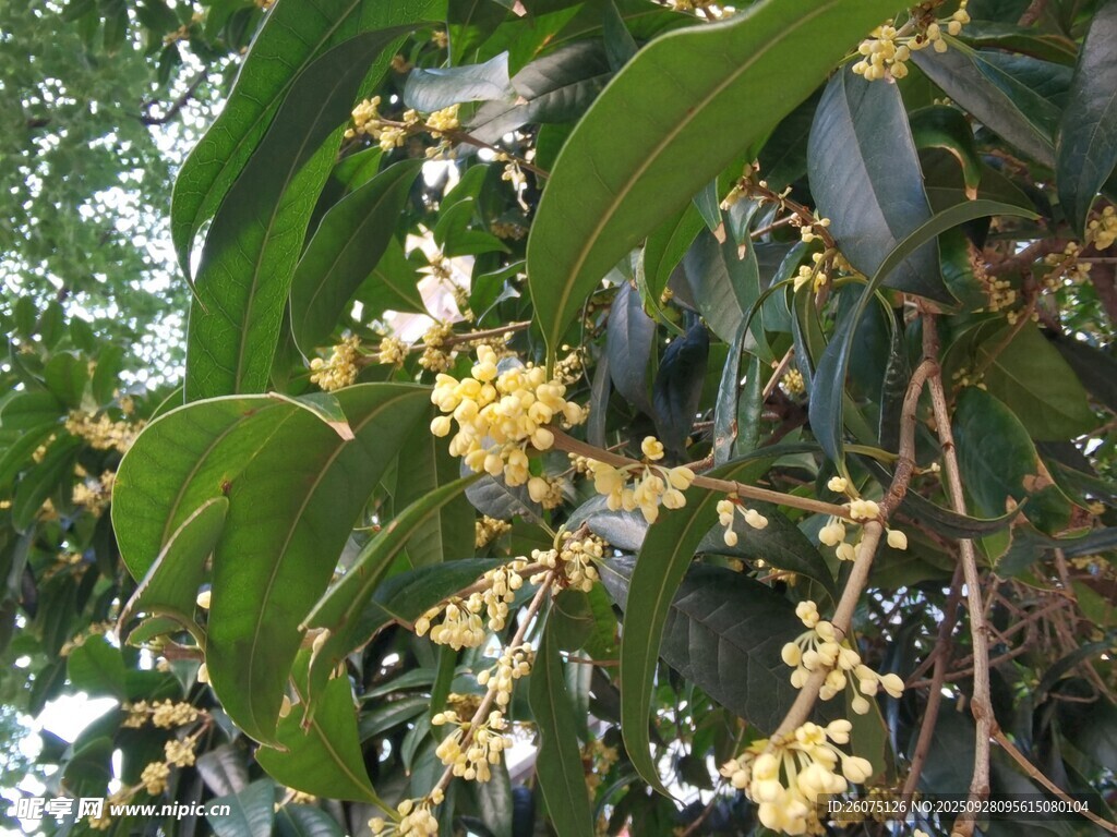 枝头绽放的金黄桂花