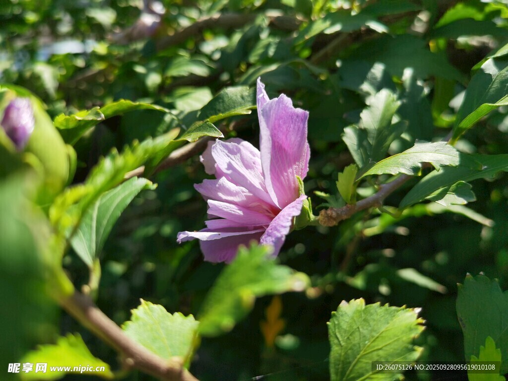 绽放的紫色木槿花
