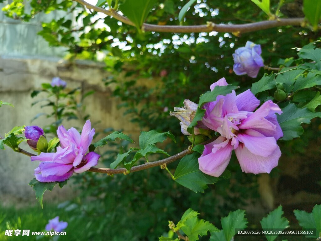 绽放的紫色木槿花