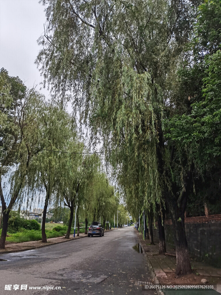 林荫大道静谧自然之景