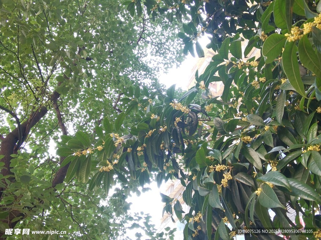 繁茂绿树间的自然景致