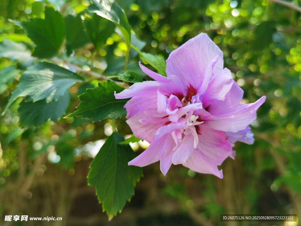 娇艳木槿花绽放