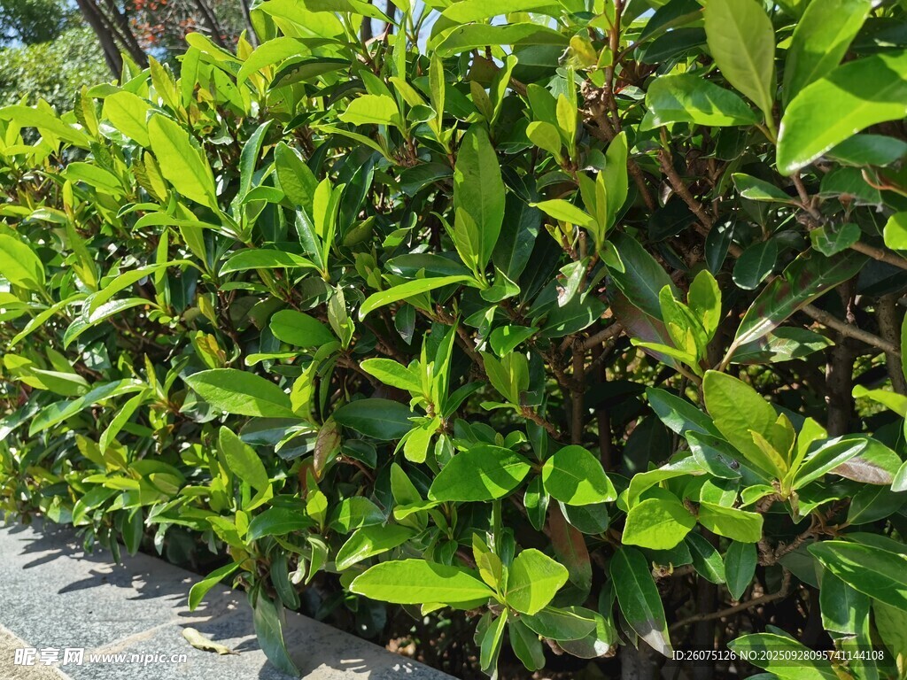 翠绿繁茂的路边灌木丛