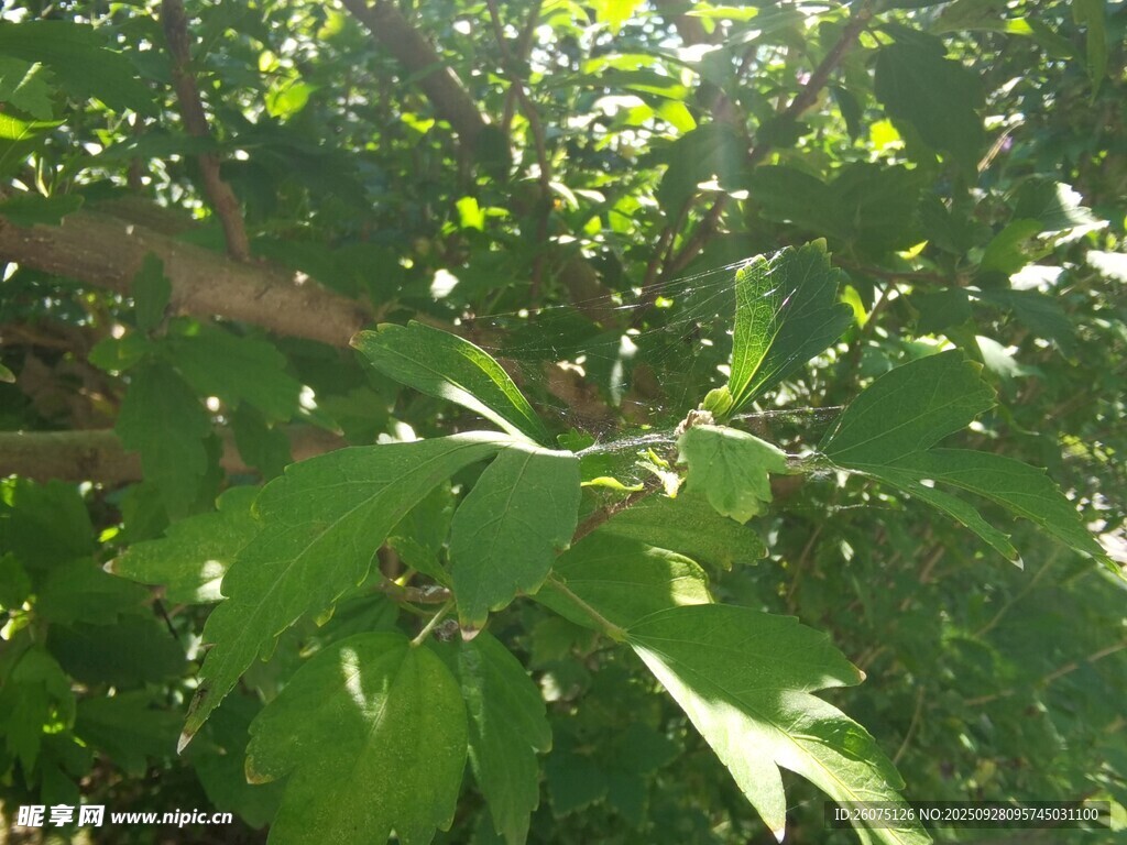阳光下的繁茂绿叶