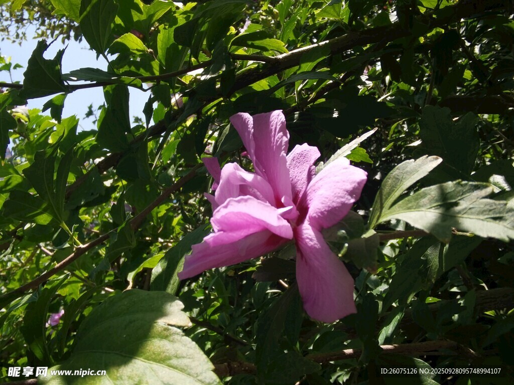娇艳紫花绽放绿叶间