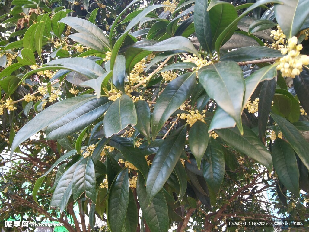 盛开的桂花树