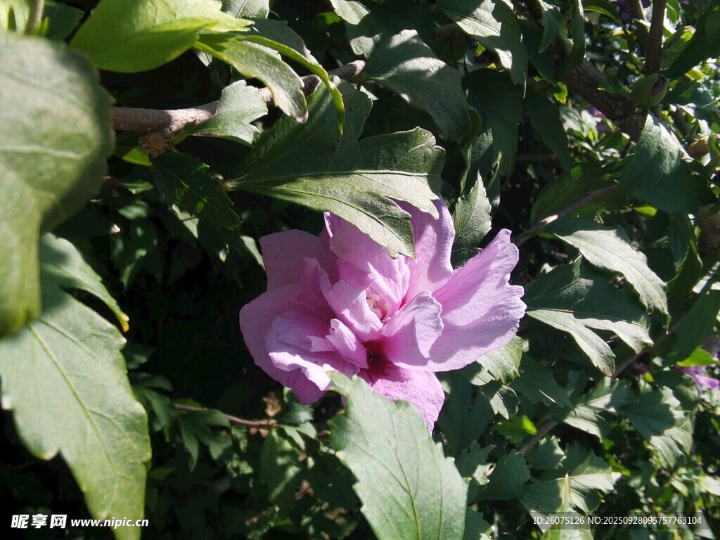 娇艳紫色花朵绽放绿叶间