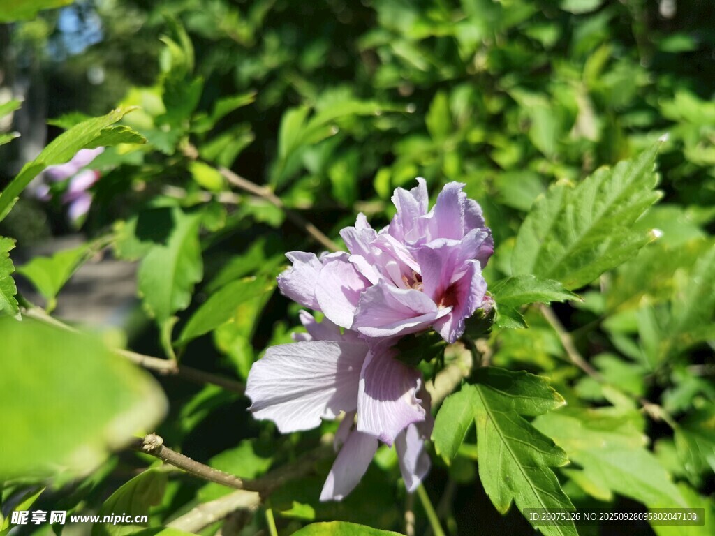 绽放的紫色木槿花