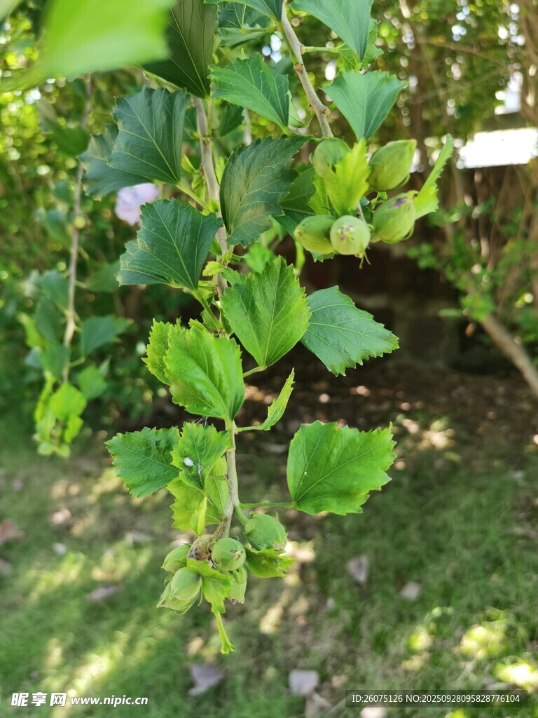 绿叶间的清新植物景观