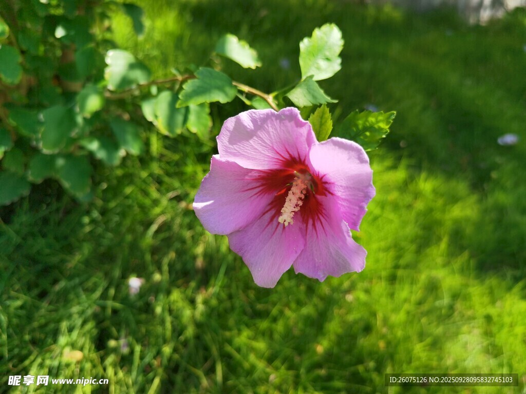 粉色木槿花绽放于绿草间