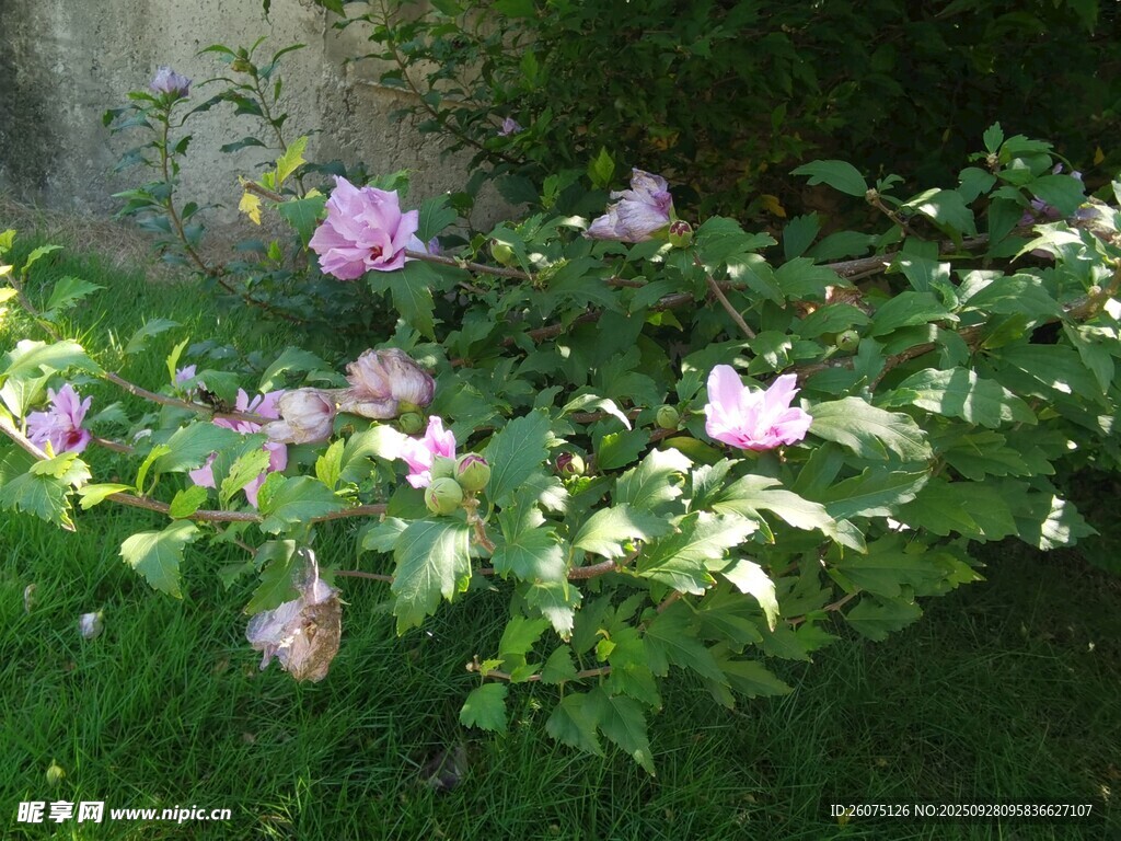 绿叶丛中的娇艳粉花