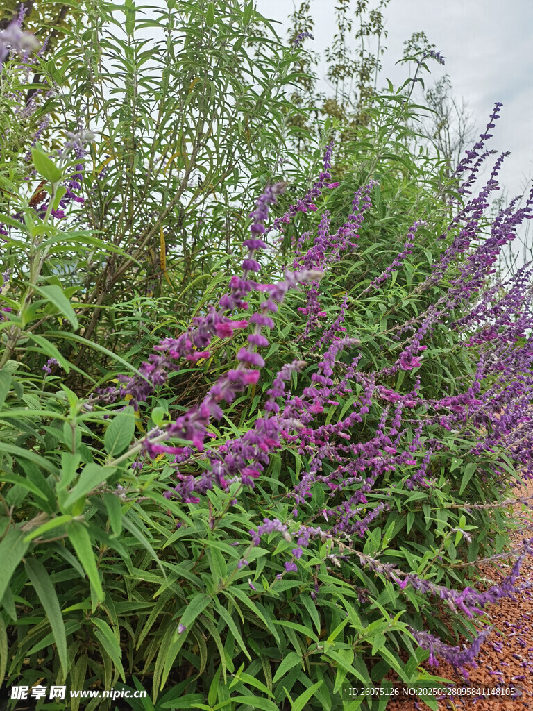 紫色花卉植物特写