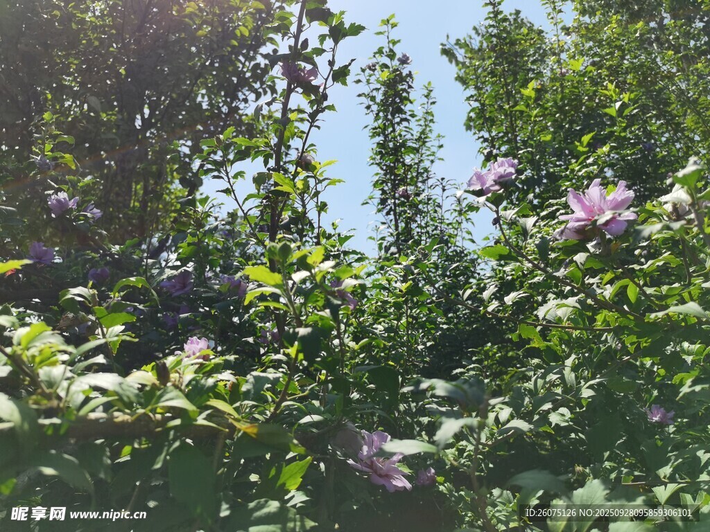 夏日繁茂花丛绿意景象
