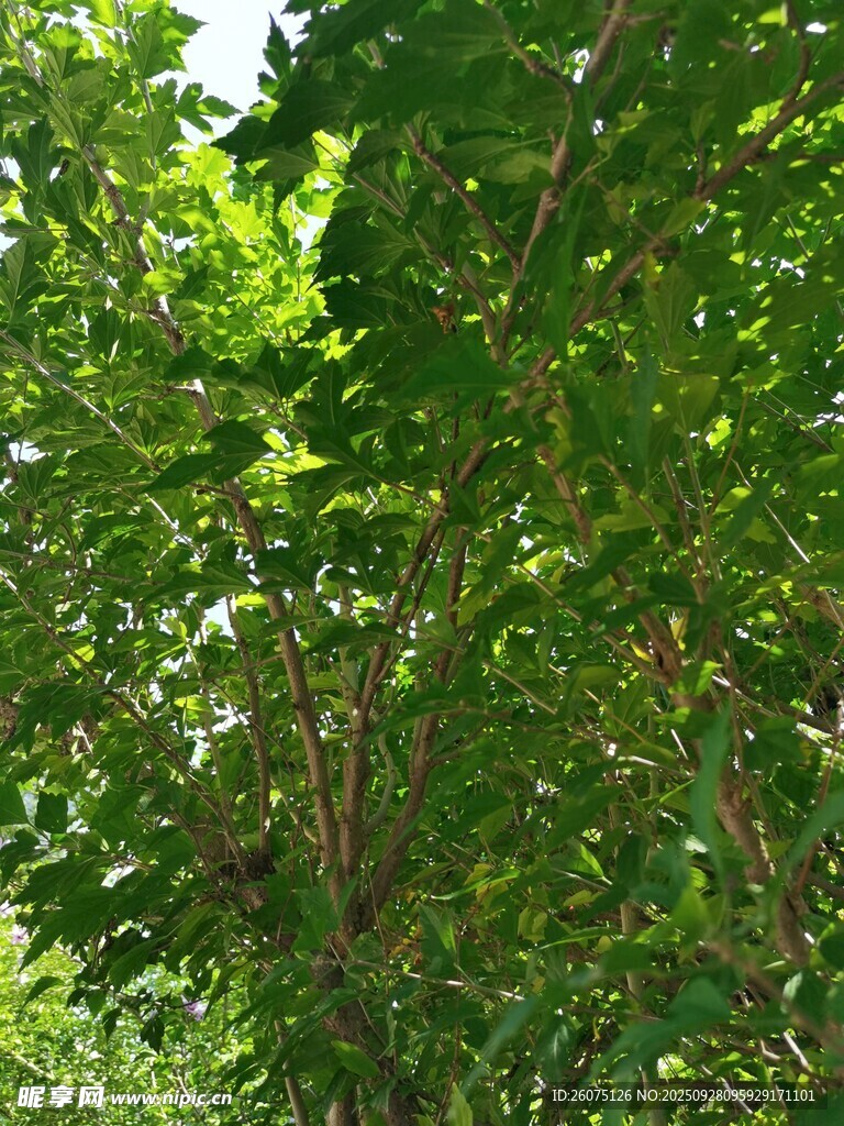 茂密绿树景观