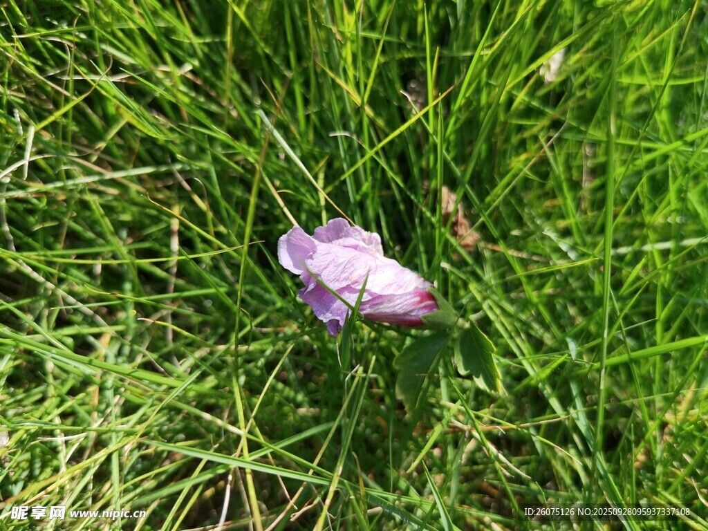 草丛中的紫色落花