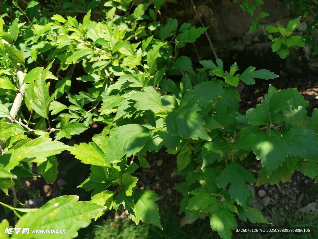 绿叶繁茂的植物景象