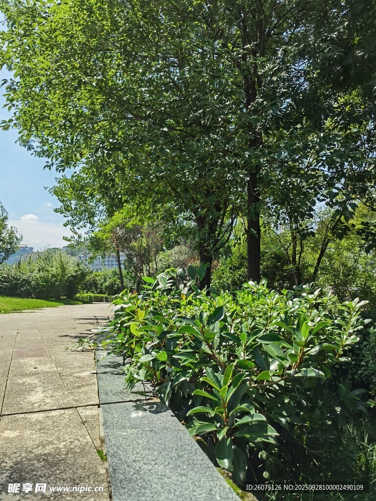 绿意盎然的公园小径