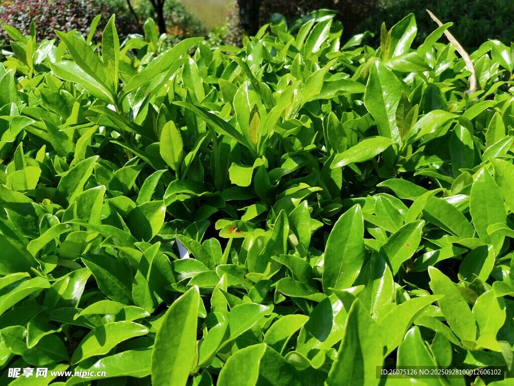 翠绿繁茂的绿植景观