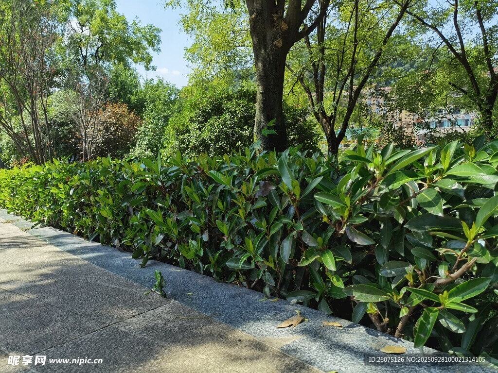 路边绿植景观