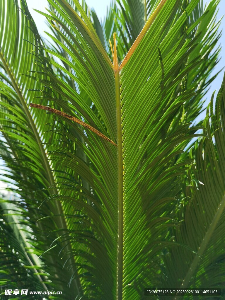 翠绿挺拔的羽状叶片植物