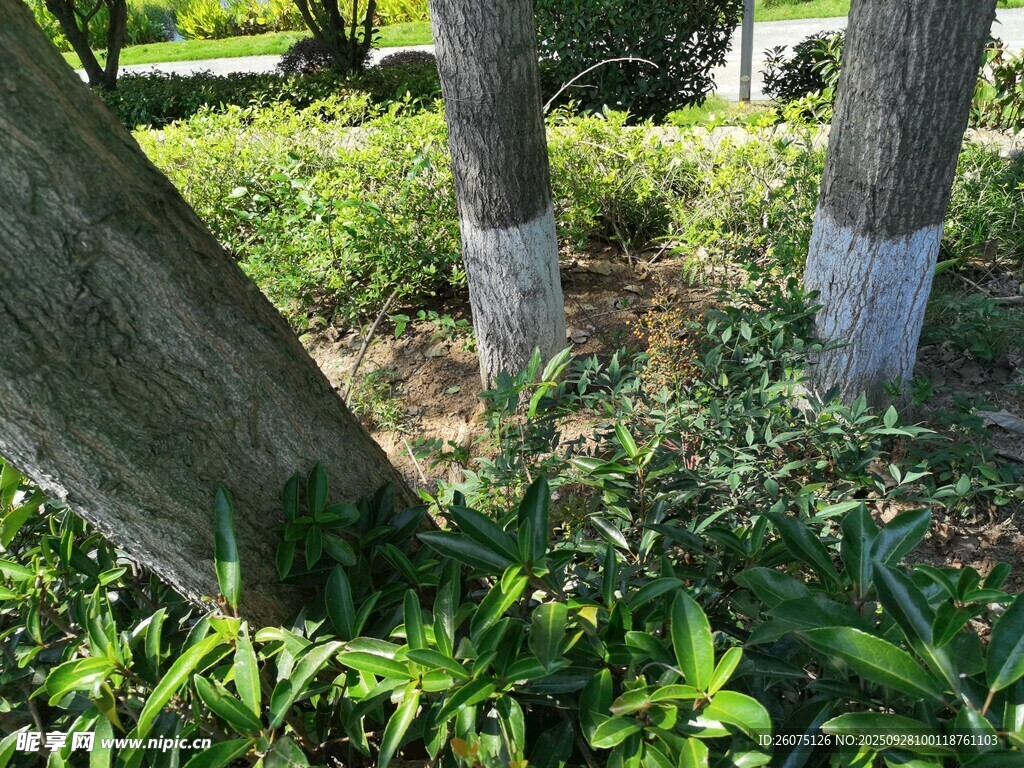 树下绿植景观