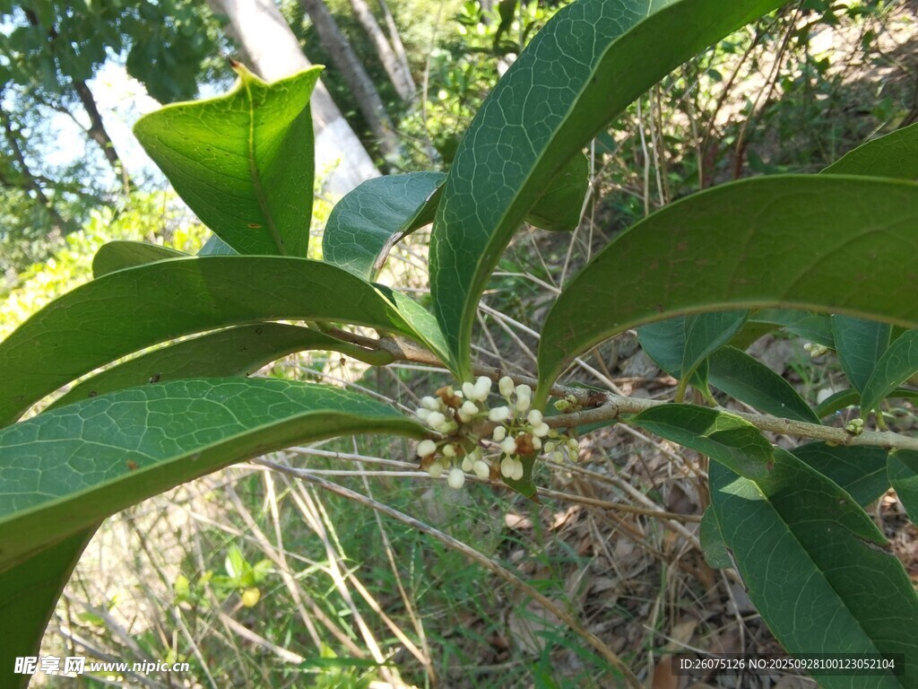 绿叶繁茂的植物特写