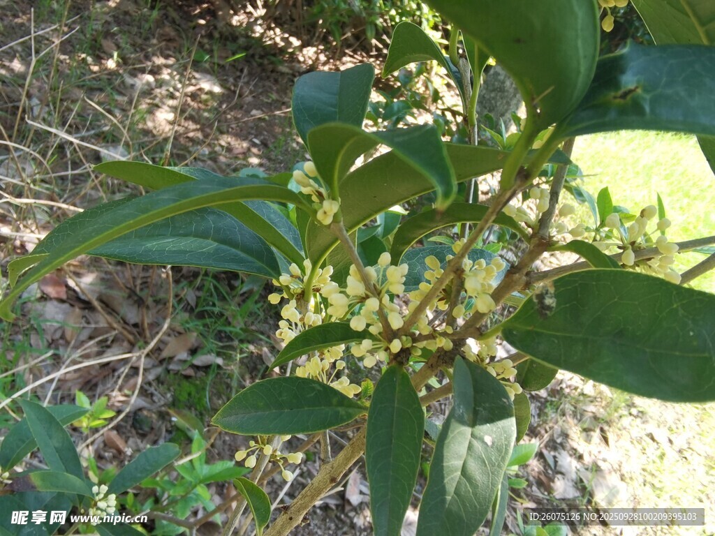 绿叶繁茂的植物特写