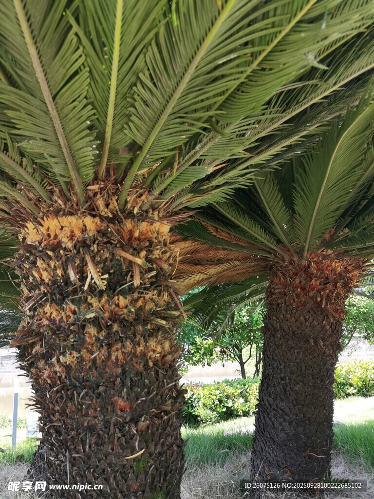 两棵茂盛的棕榈树