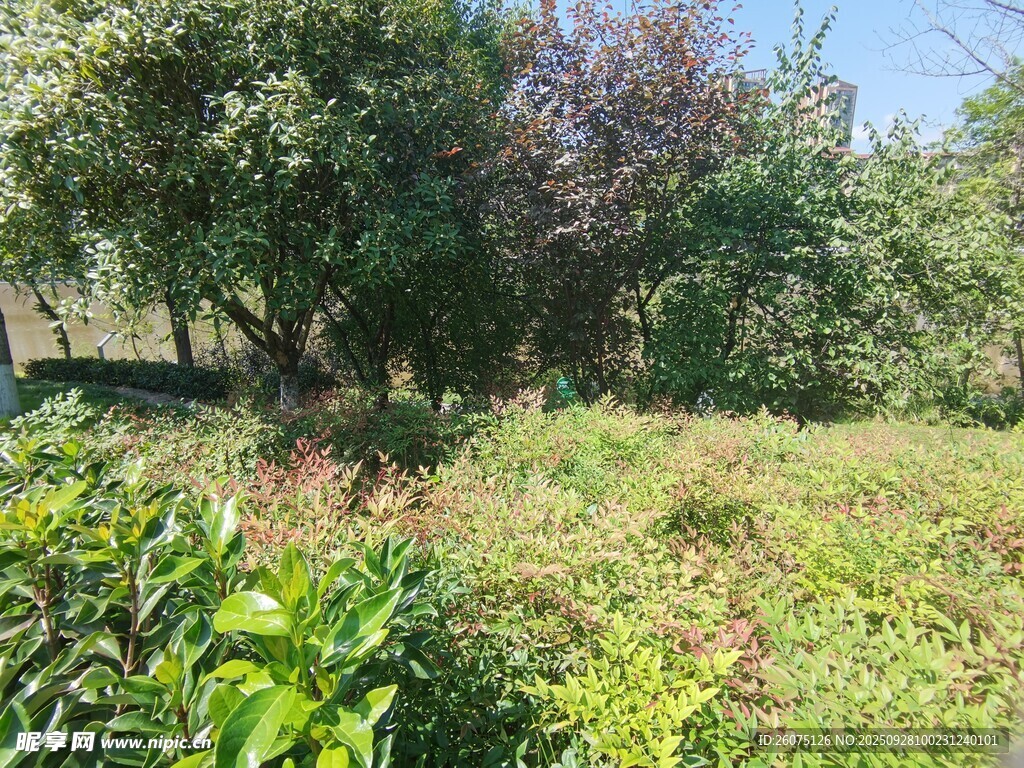 户外繁茂绿植风景图
