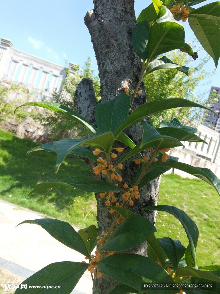 枝头绿叶间的黄色小花