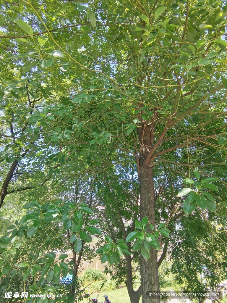繁茂绿树间的自然景致