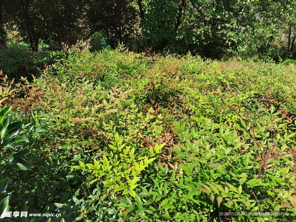 繁茂绿植景观
