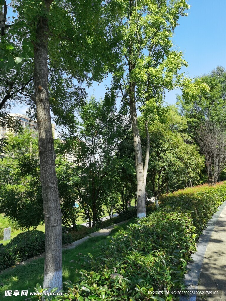 林荫小道绿意盎然的景致