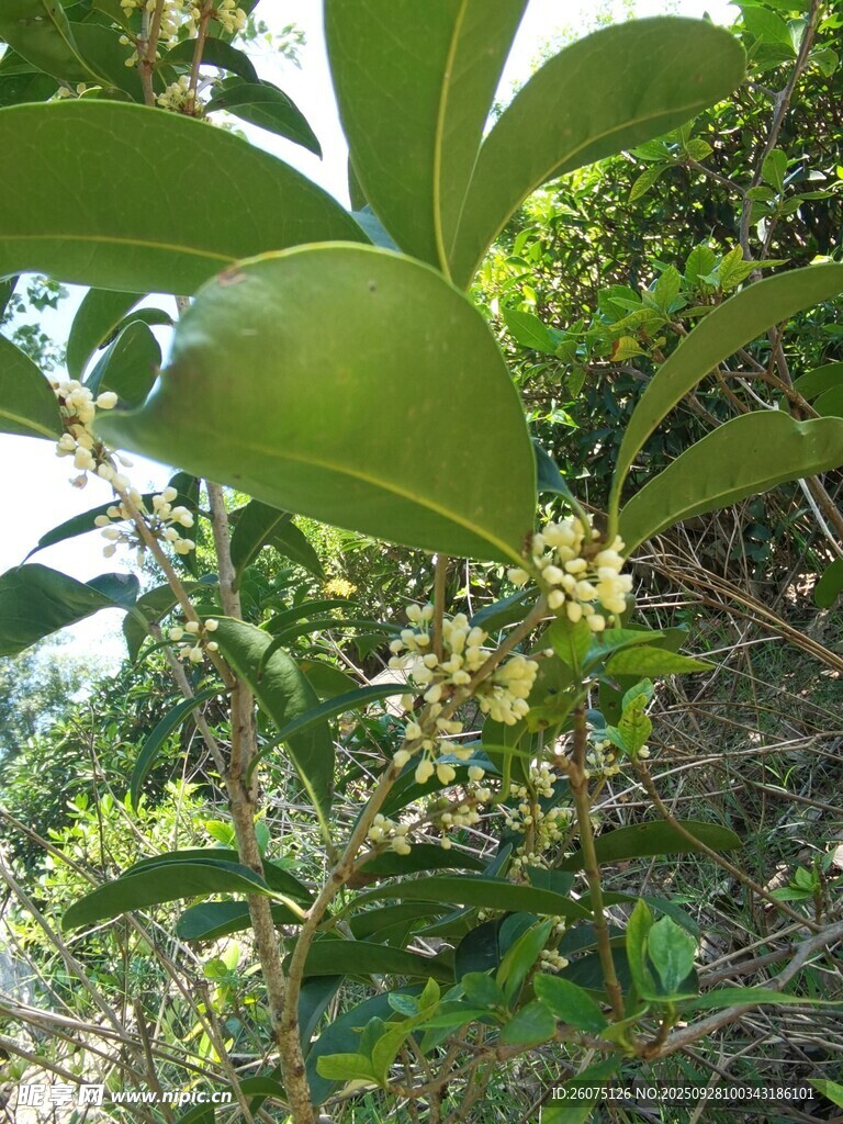 绿叶间绽放的黄色小花
