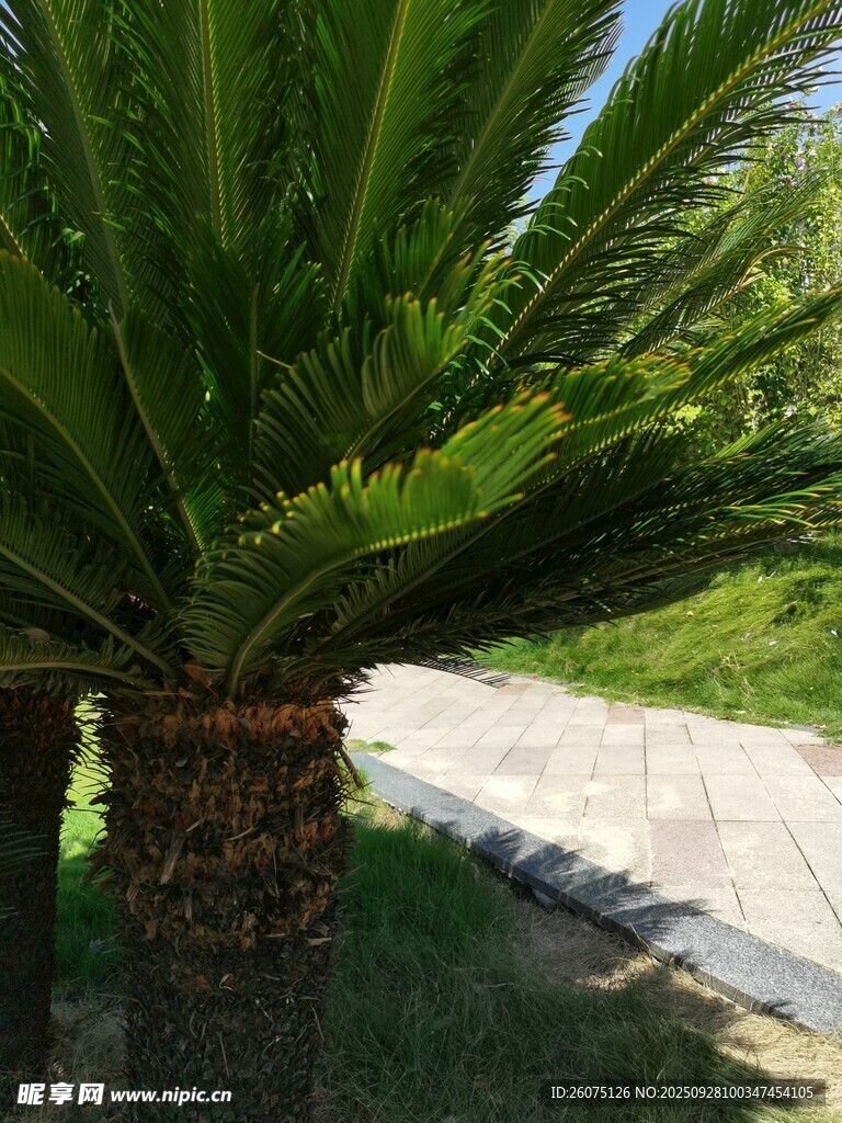 户外的苏铁植物景观