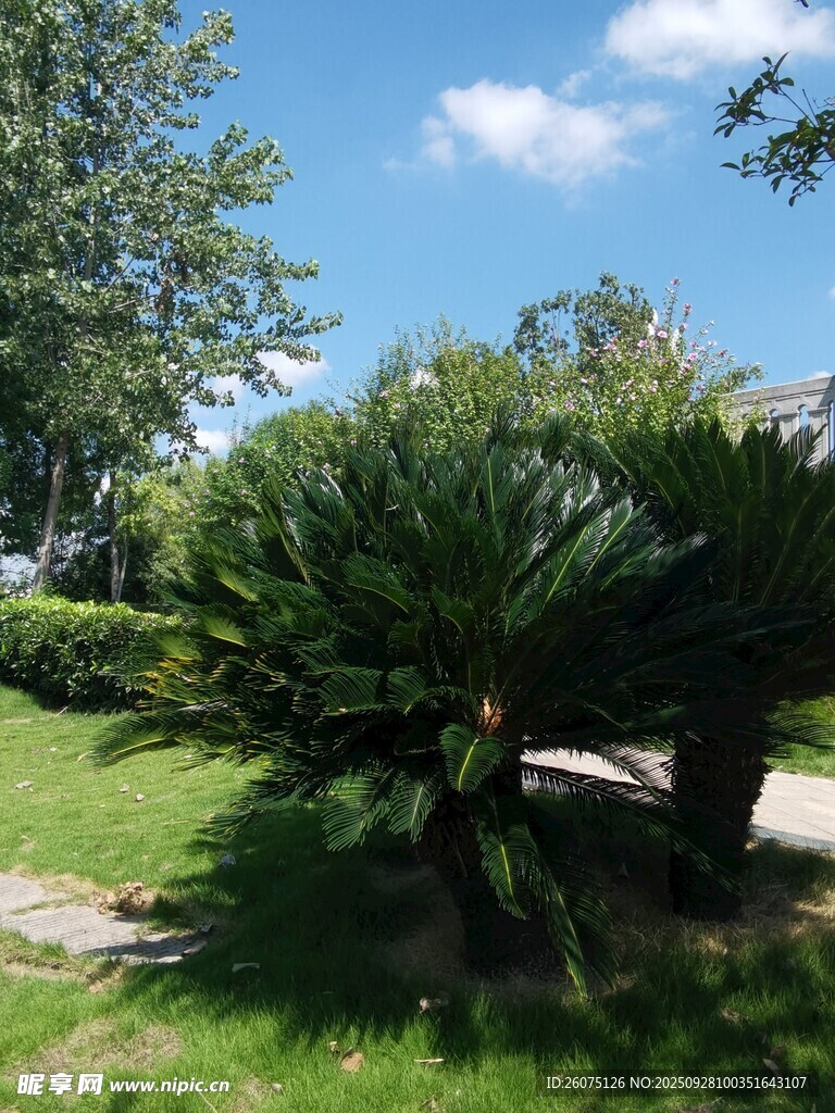 户外翠绿苏铁植物景观