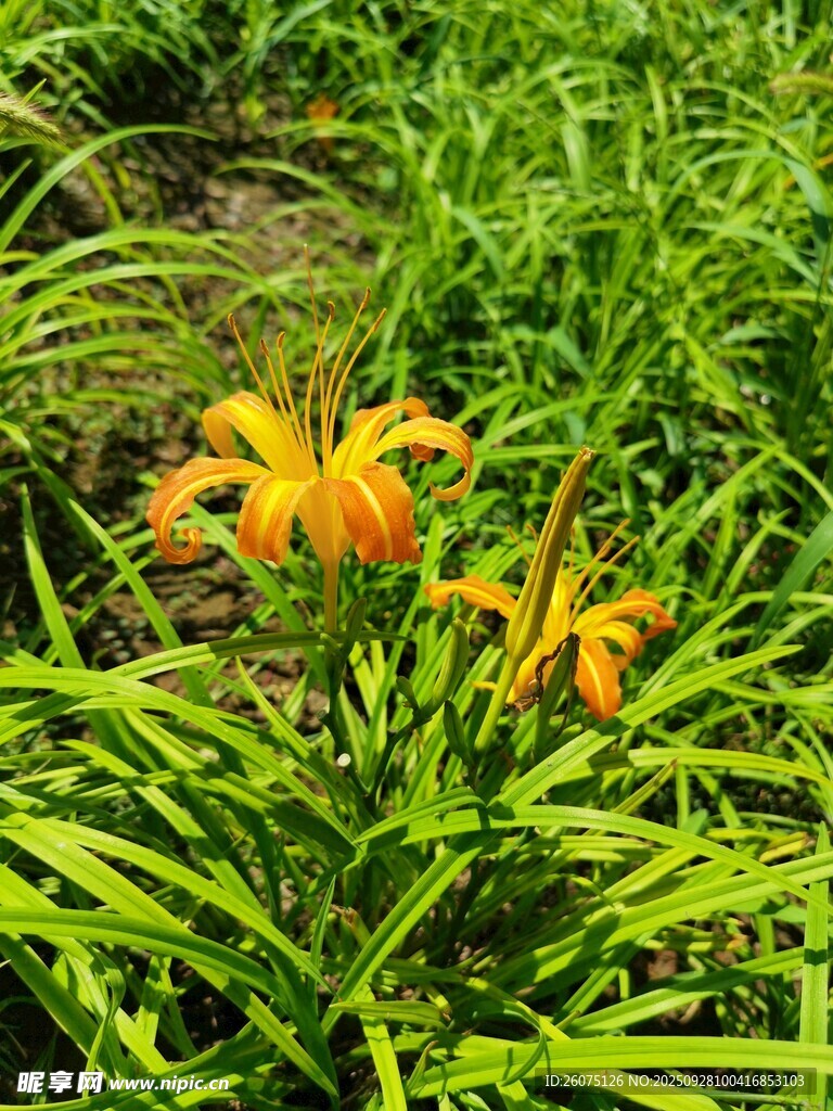 绿叶丛中的橙色百合花