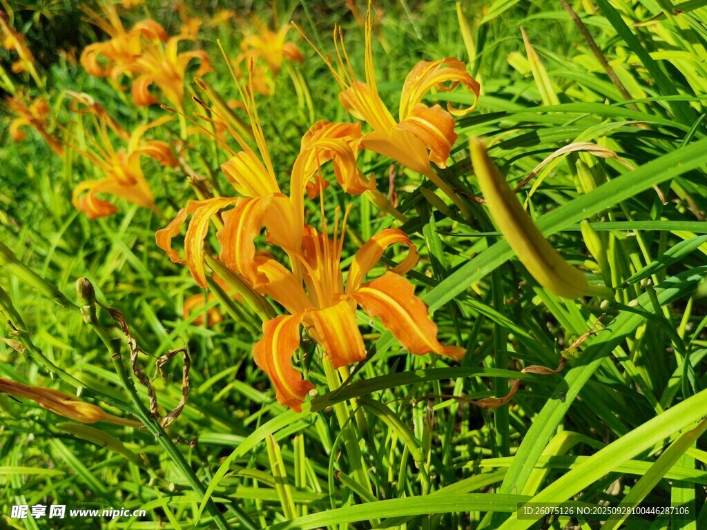 橙色百合花绽放于绿野