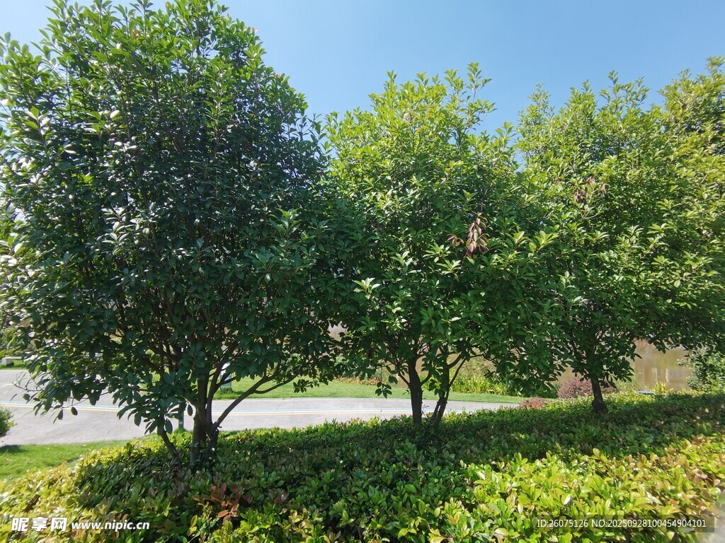 绿树成荫的户外风景