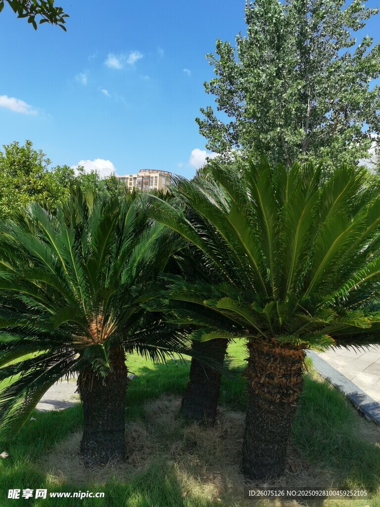 户外挺拔的苏铁植物景观