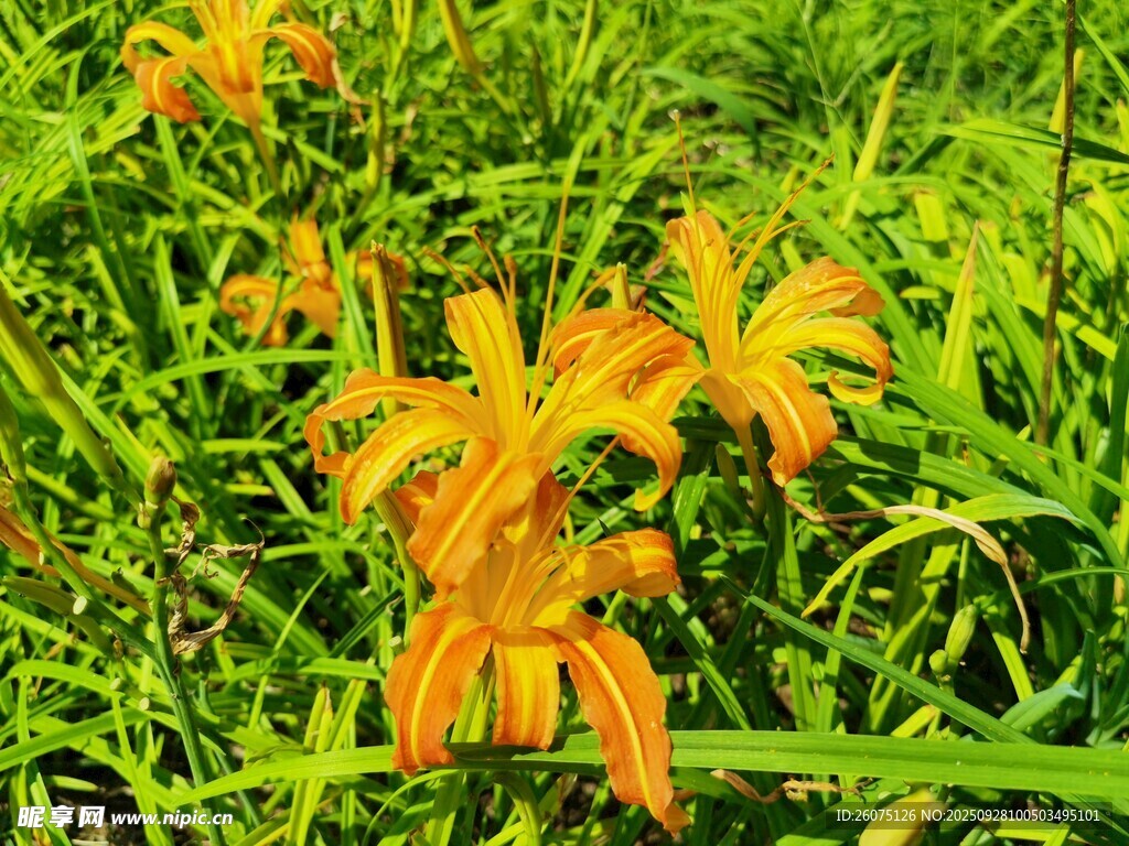 橙色萱草绽放于绿丛中