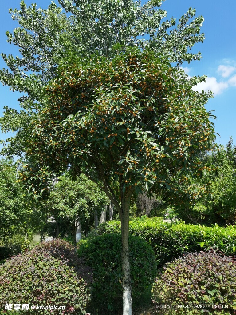 绿树成荫的园林景观