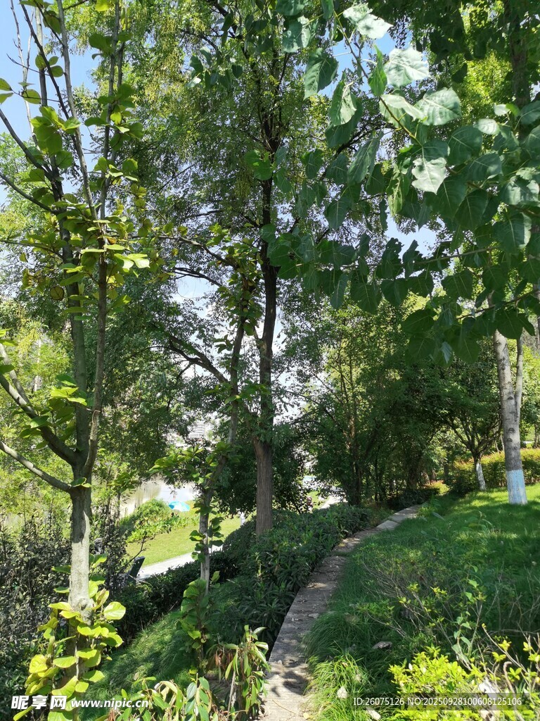 林间小径绿意盎然的景致