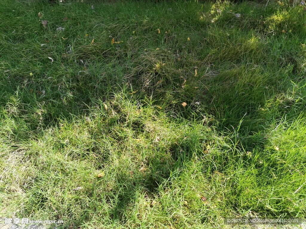 草地景观