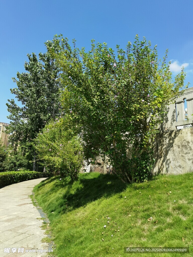 小径旁葱郁绿植与蓝天